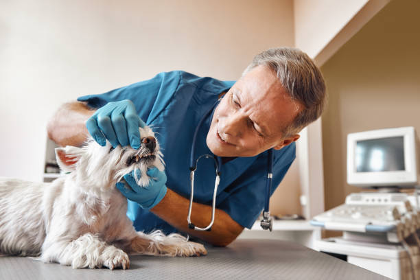 Best Emergency Denture Repair in West Vero Corridor, FL